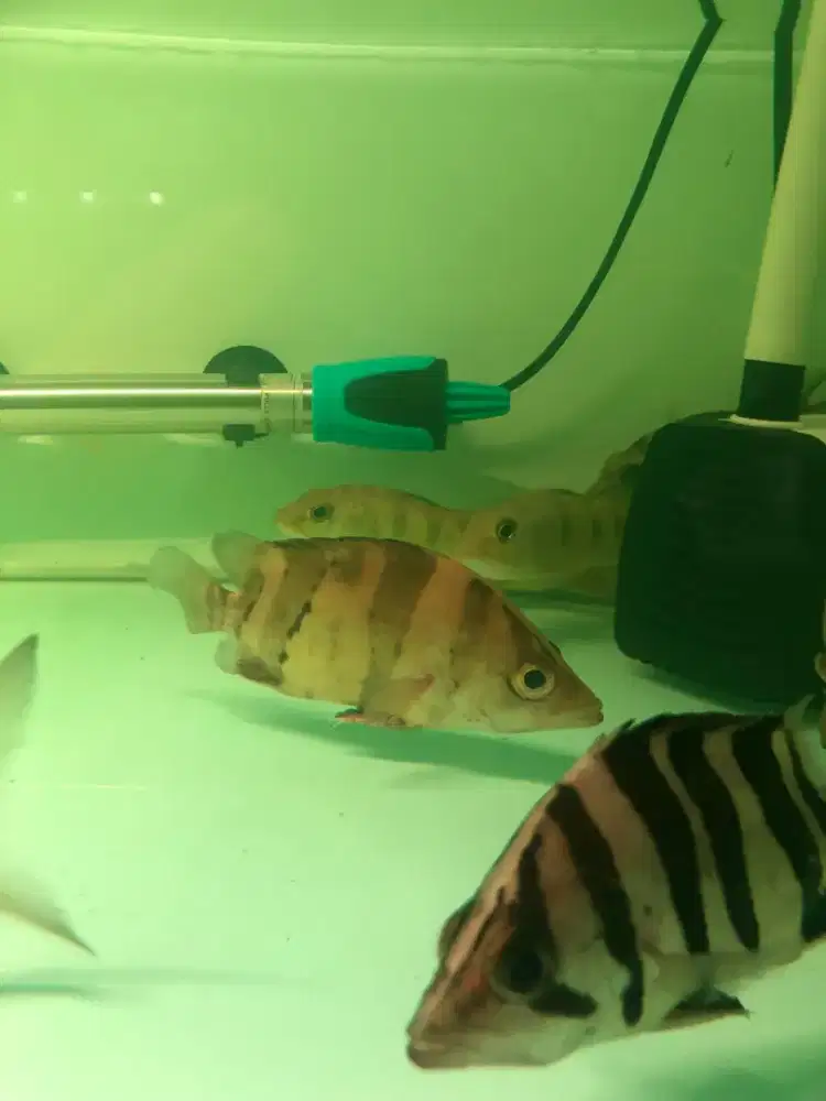 Ikan Datz 3bar kotor
