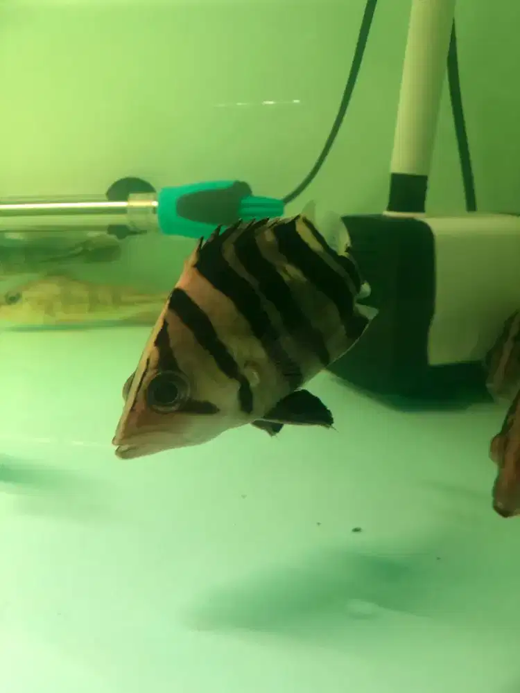 Ikan datz 4bar.
