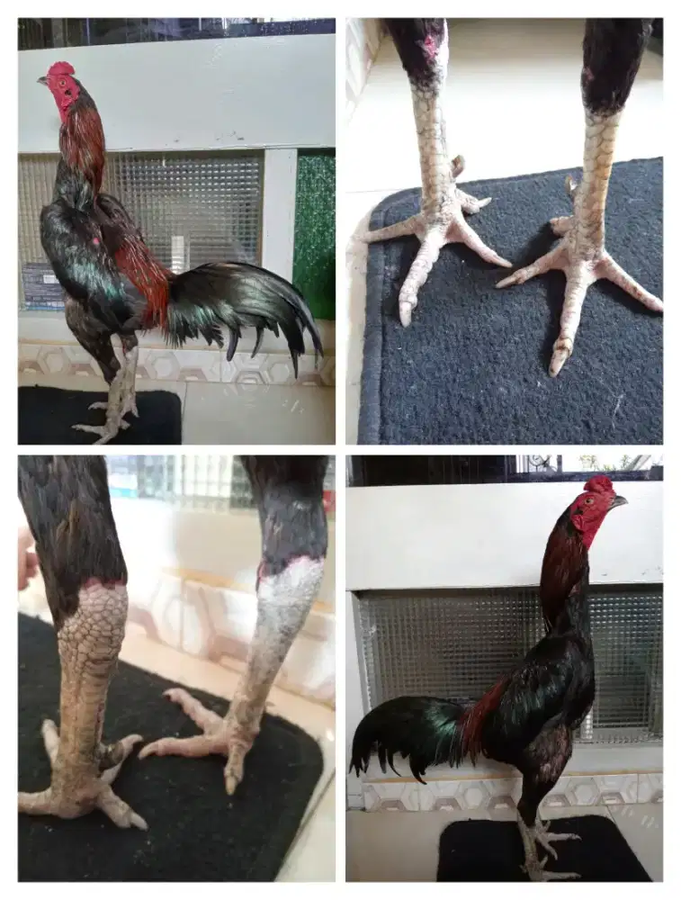 Ayam Mangon Silangan Bangkok main tempel pukul