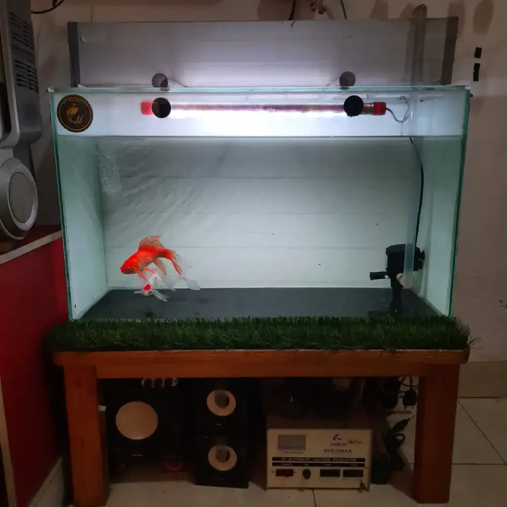 Aquarium Ikan Hias Akuarium koki moly