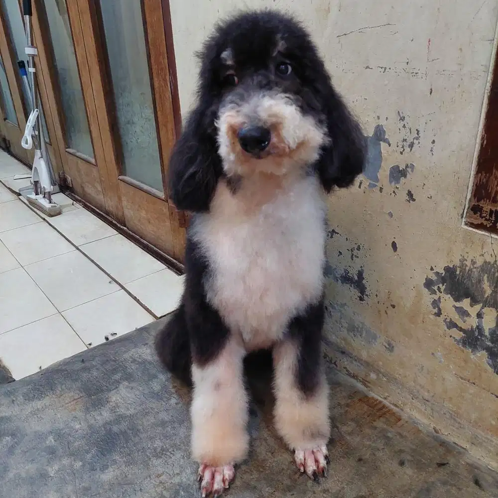 Indukan Giant Poodle Keadaan Loop