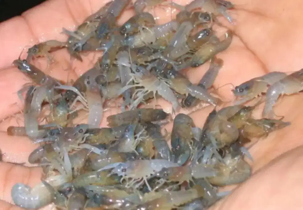 Jual anakan udang lobster air tawar