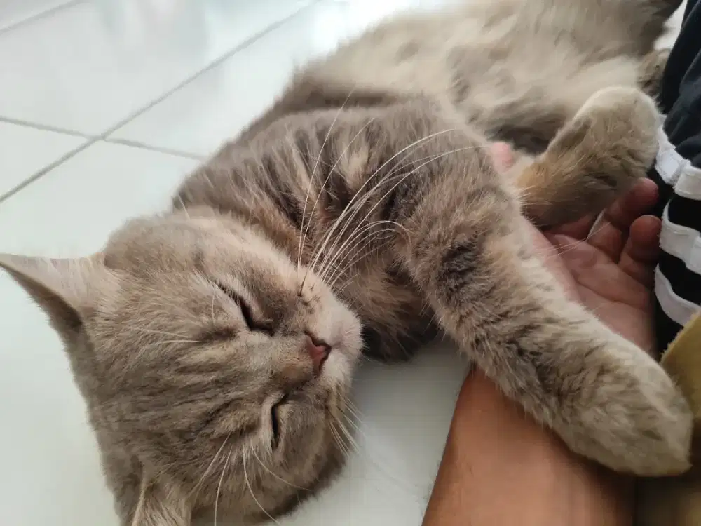 Kucing jantan persia sehat