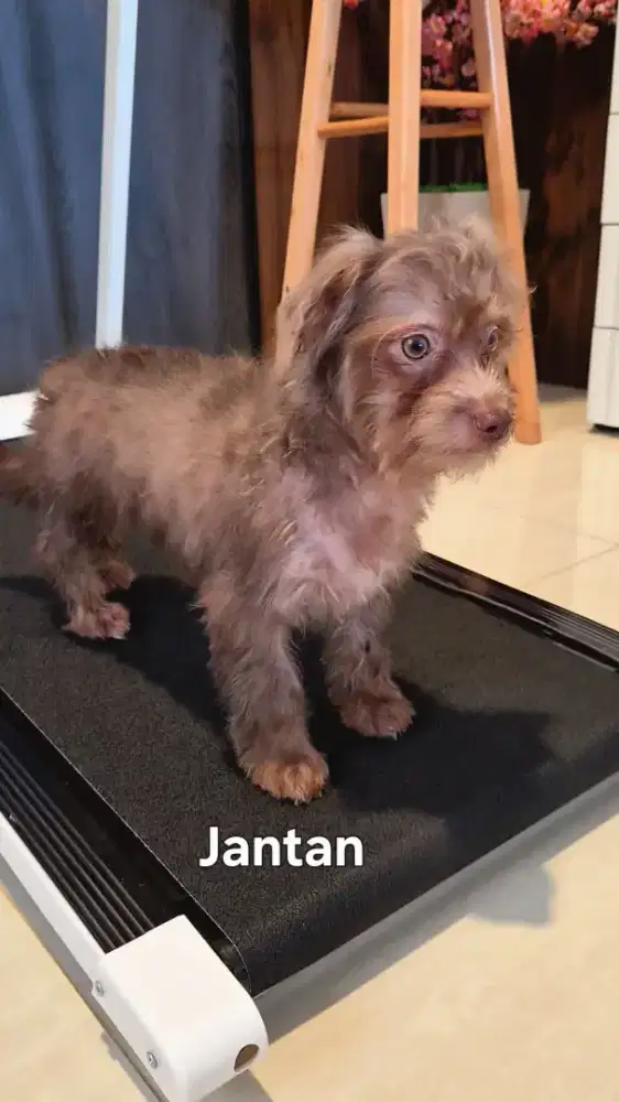 Anjing Chihuahua Mix Maltese