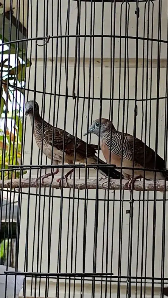 Perkutut Jantan Lokal Fullset