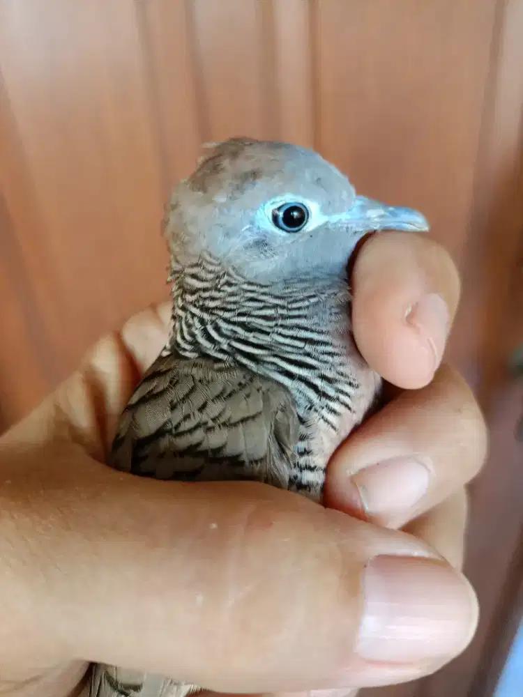 PERKUTUT LOKAL KATURANGGAN