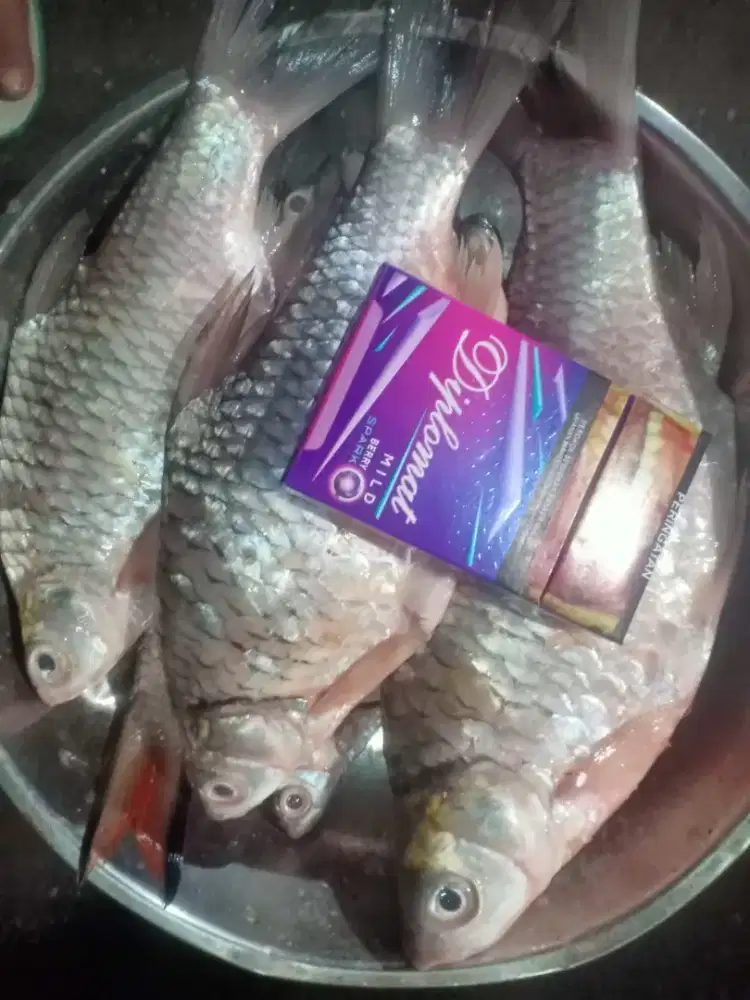 Ikan Wader Segar – Siap Masak / Goreng