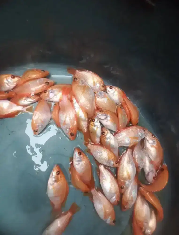 Bibit nila Bangkok subang