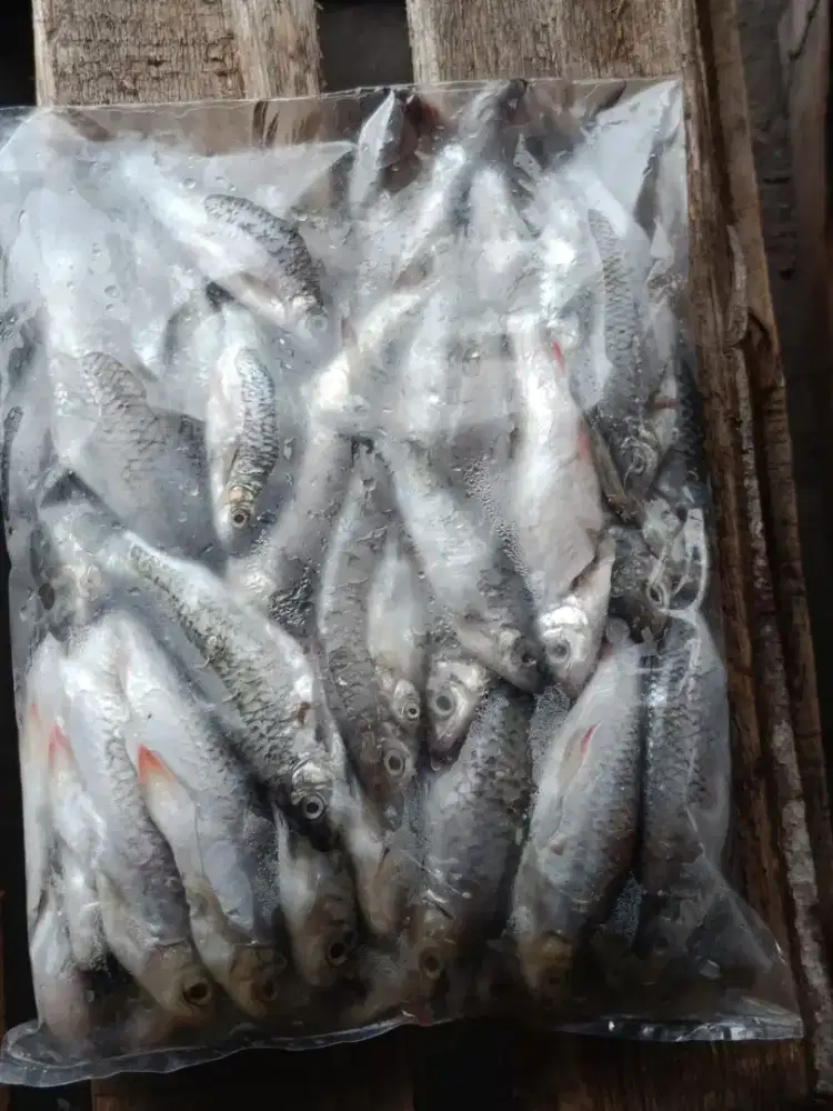 Ikan Wader Frozen – Praktis Disimpan