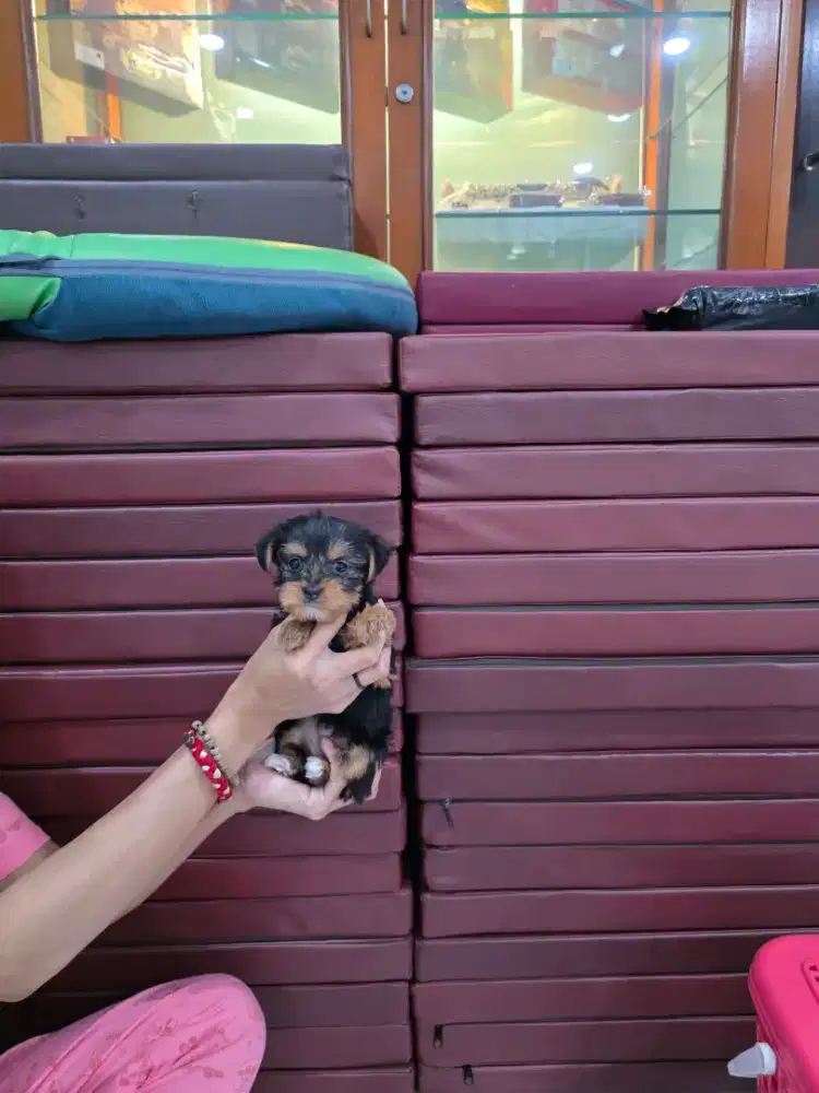 Yorkie Betina (yorkshire terrier)