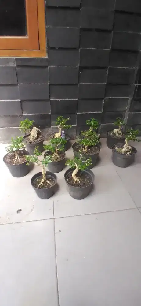 Bonsai mini borongan