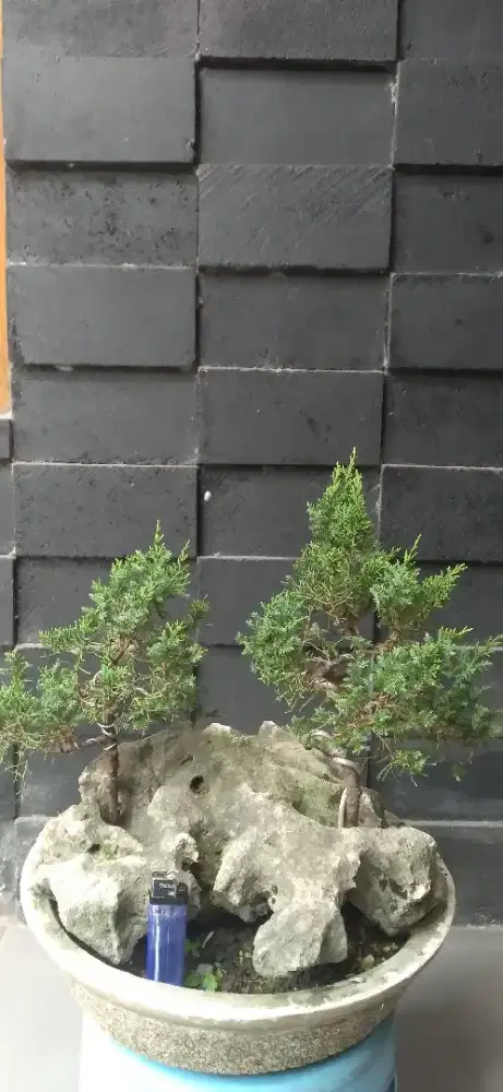 Bonsai small borongan