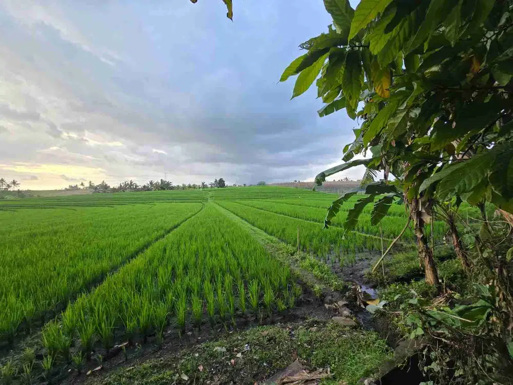 Dijual tanah kecil view sawah yellow zona di tabanan bali