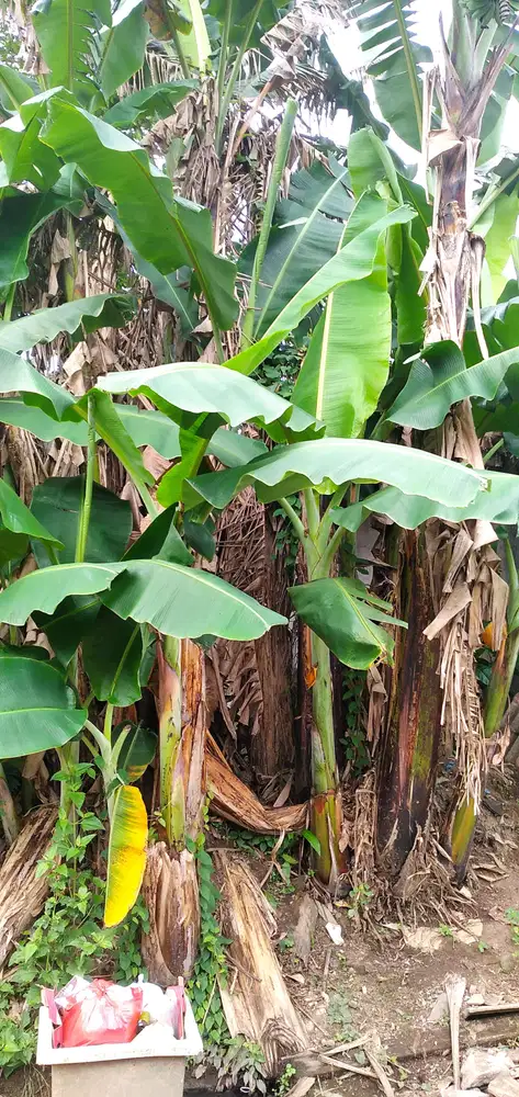 Rumah Murah Rusak Cluster Palem, Citra Indah City, Jonggol Bogor