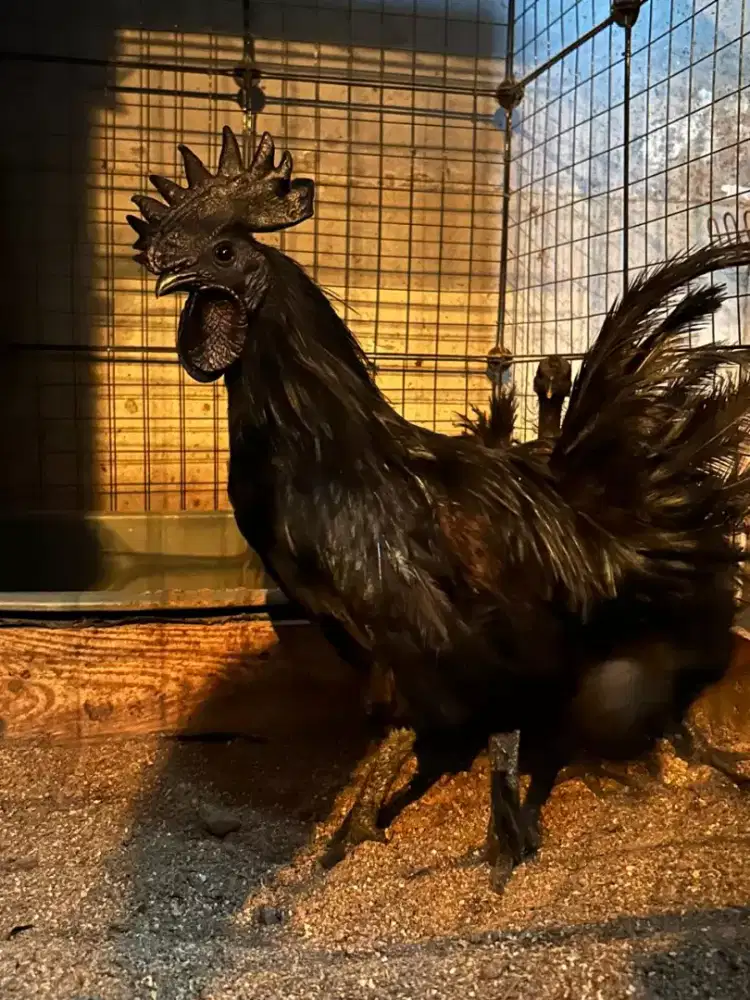 Ayam cemani asli lidah hitam ayam hias asli Indonesia ayam langka