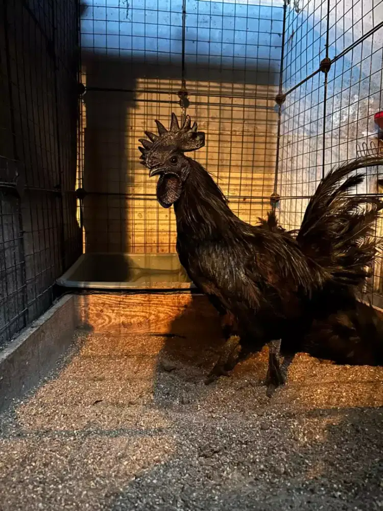 Ayam cemani lidah hitam asli ayam langka ayam hias asli Indonesia unik