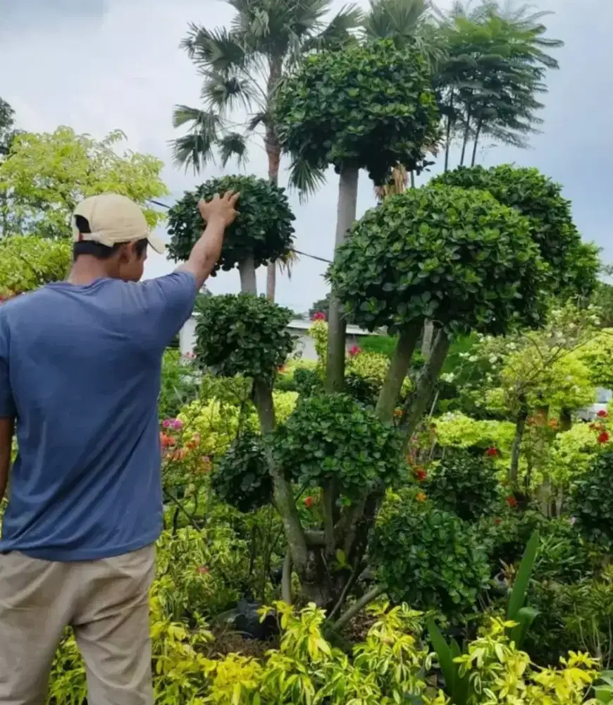 pohon bonsai dolar redy