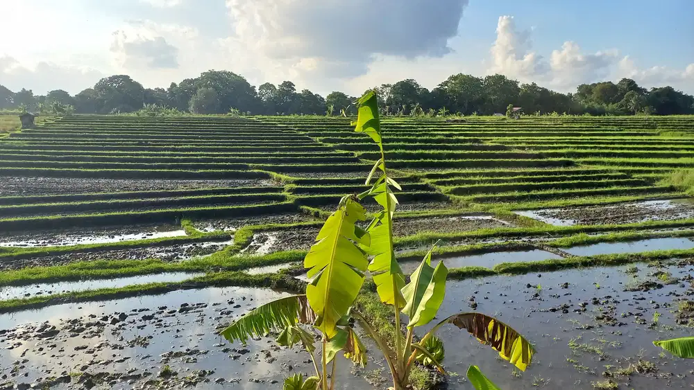 Lahan Premium Jalan Veteran Tiyingtutul View Sawah Abadi