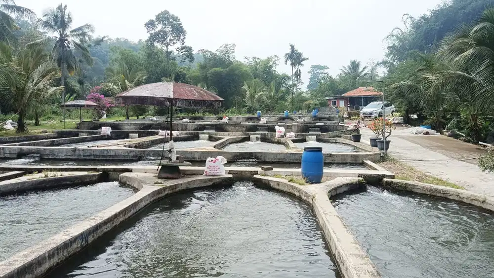 Tanah Produktif Peternakan Ikan Di Pamijahan Bogor