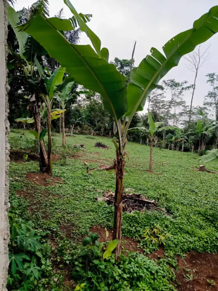 Dijual murah Rumah dan tanah seluas 1000 m2 di Darangdan Purwakarta