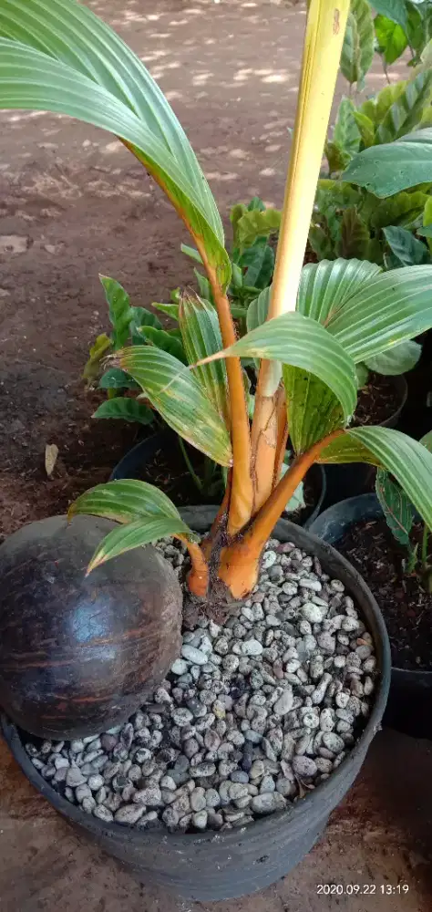 Bonsai. Kelapa mini hias