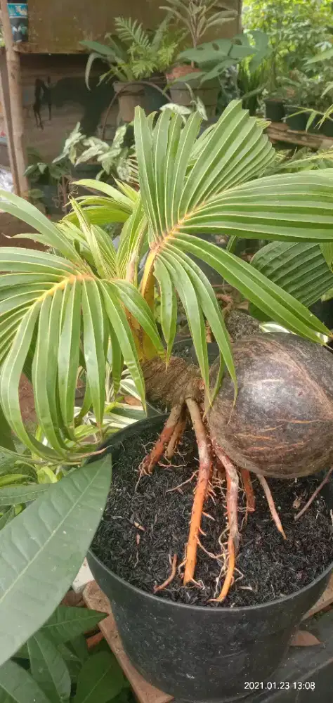 Bonsai mini kelapa