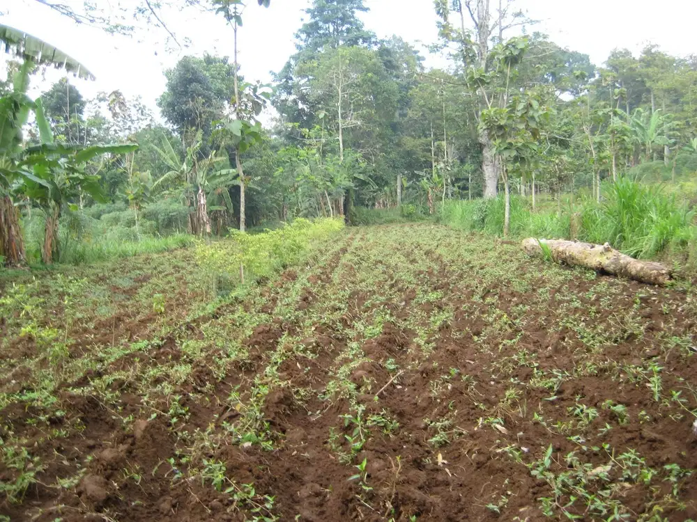 Dijual Tanah Cocok untuk Perumahan dan Wisata Strategis Mojokerto