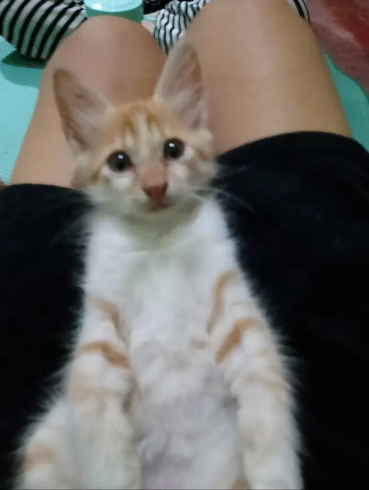 Kucing kampung bagus