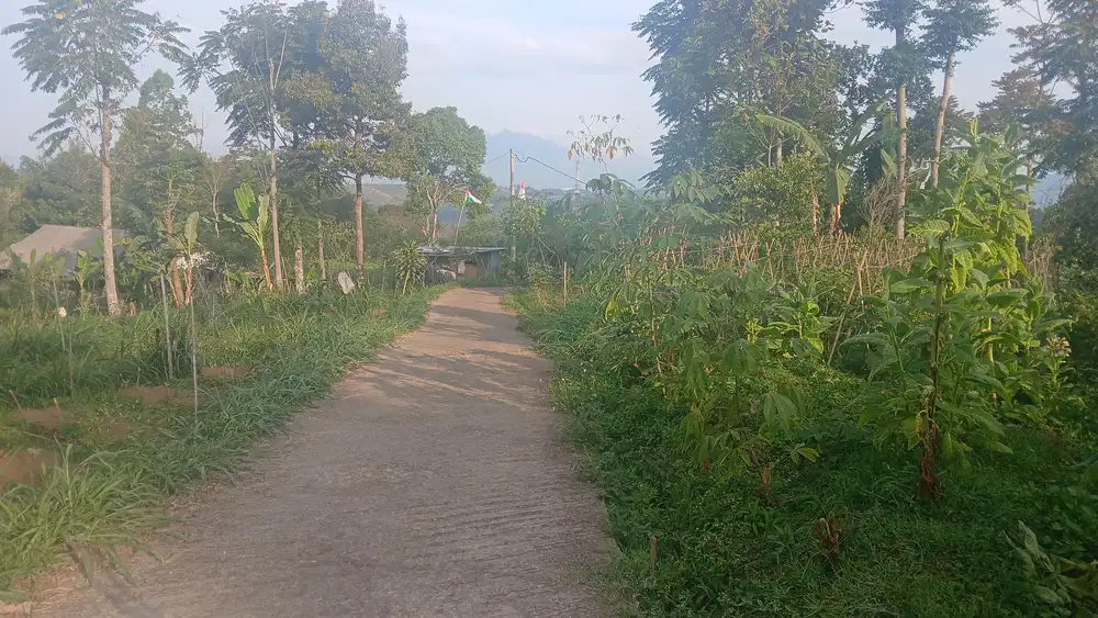 Tanah Kebun sangat Subur baik sekali untuk Tanaman  SAYURAN