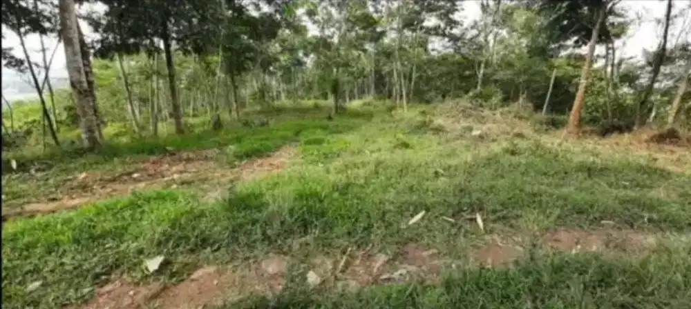Dijual Kebun 2,5Ha Jl. Dermaga Cisalak Subang Lg