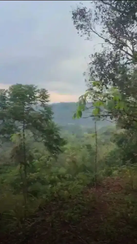 Dijual Kebun murah 32.000 m2 45 ribu per meter