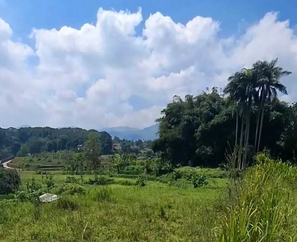 Jual Tanah kebun 1.7 Ha Harga Nego Desa Kuta Megamendung Puncak Bogor