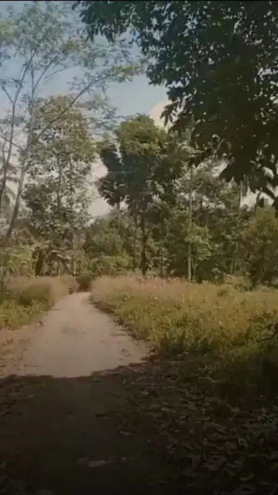 Dijual kebun Sawo produktif luas 10.000 m2 harga 45 per meter