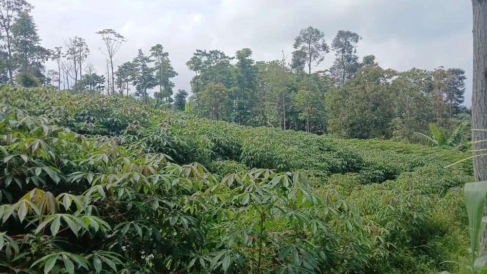 Tanah kebun Bagus untuk pertanian atau Bagus untuk villa