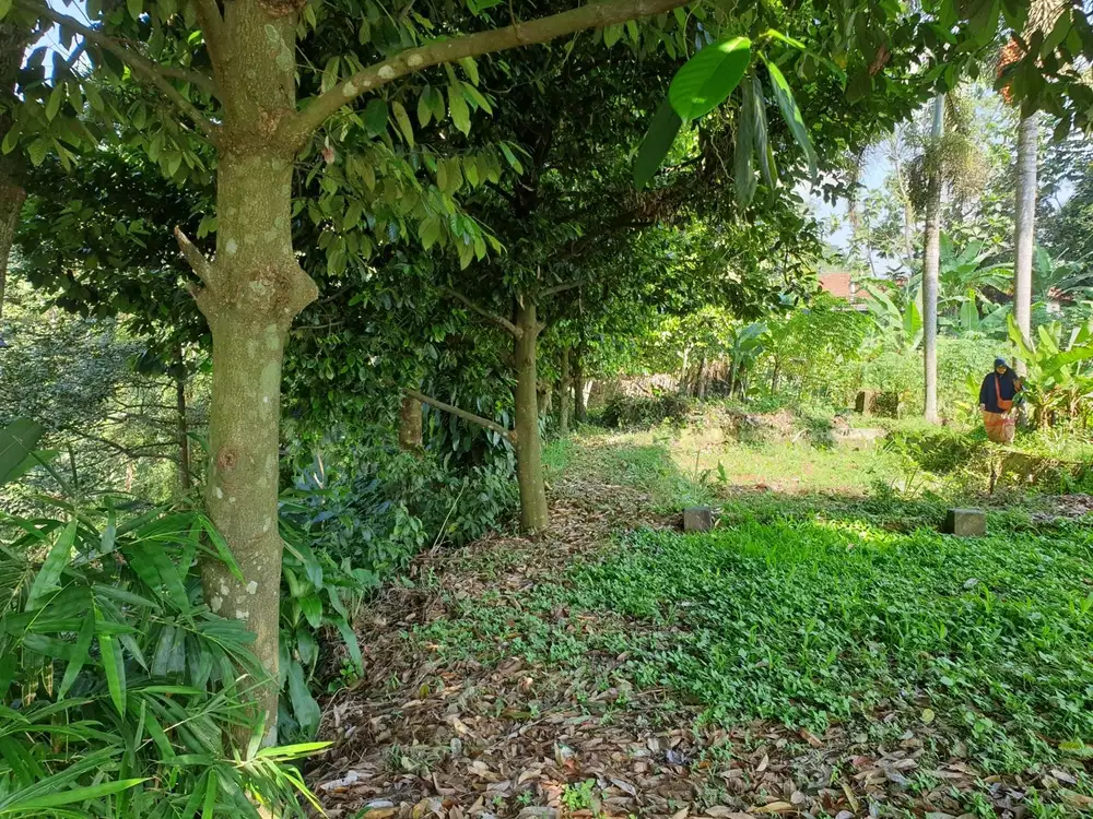 TANAH dijual di CIJERUK Bogor