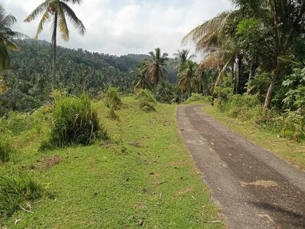 jual kebun kelapa luas 1 hektar