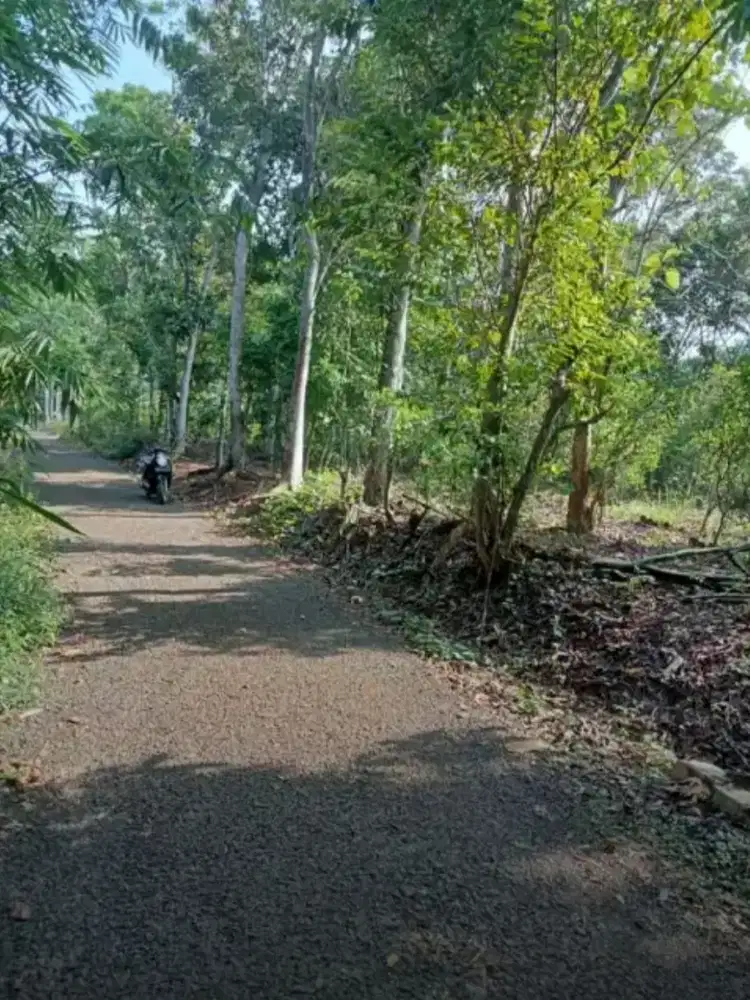 Dijual Kebun jeruk produktif 3150 m2 100rb/m2 Cikaum Subang