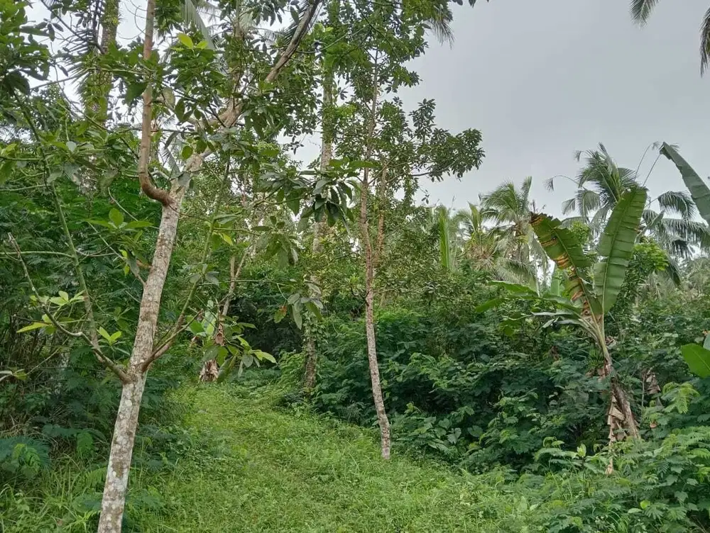 Jual Tanah Kebun 95,2 are