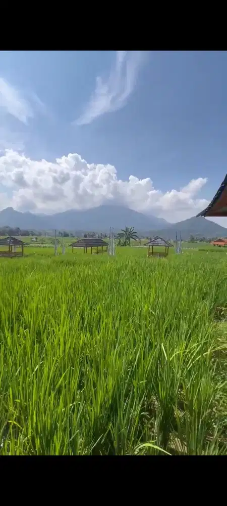 KAVLING SAWAH LEGALITAS AMAN PINGGIR JALAN PROPINSI PEMANDANGAN INDAH
