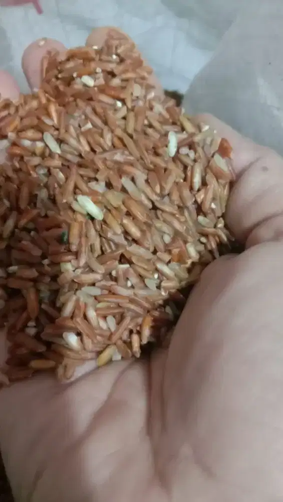 Ready beras merah asli jatiluwih tabanan