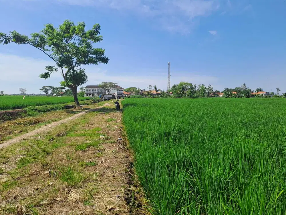 Dijual sawah produktif di kedungwaringin Bekasi