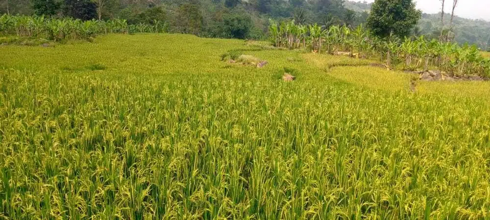 Jual tanah sawah produktif murah
