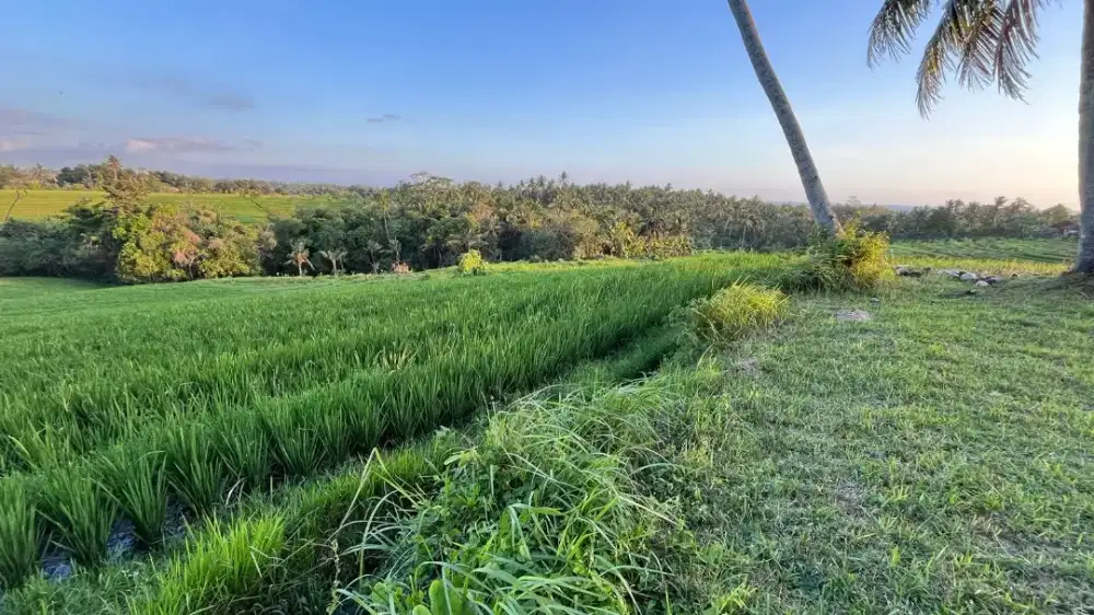 Tanah View Sawah Cantik Dekat Pantai Di Tabanan Bali