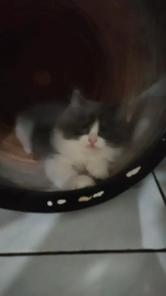 Baby cute kittens usia bulanan