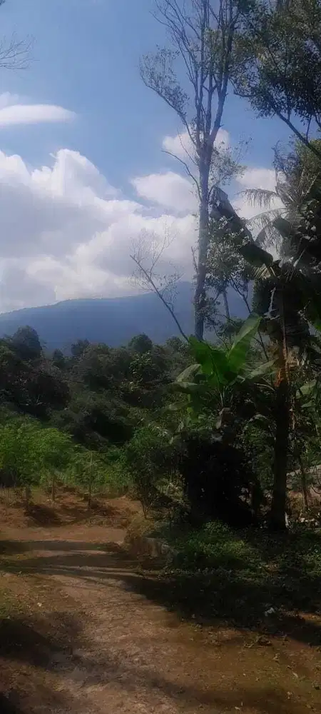 Dijual lahan 7500 meter kebun manggis udara dingin