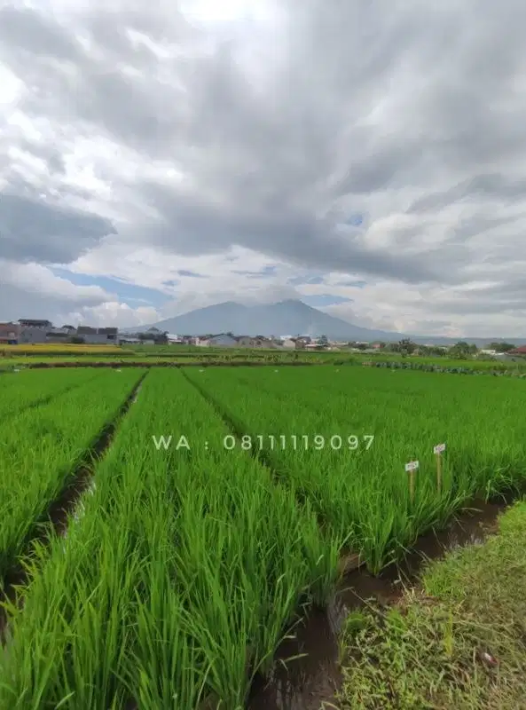 JUAL : TANAH VIEW GUNUNG SALAK BOGOR