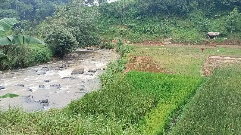 Kebun Melinjo + Sawah 16841 m, Nempel Sungai, Jarak Dr Pintu Tol 1,3 Km, Darangdan, Purwakarta..