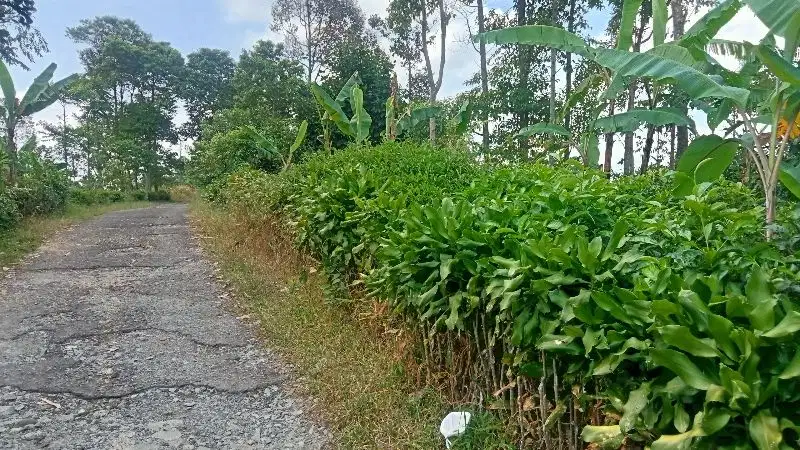 Kebun Teh, Lt. 2800 m, Pinggir Jalan, Darangdan Pwk.