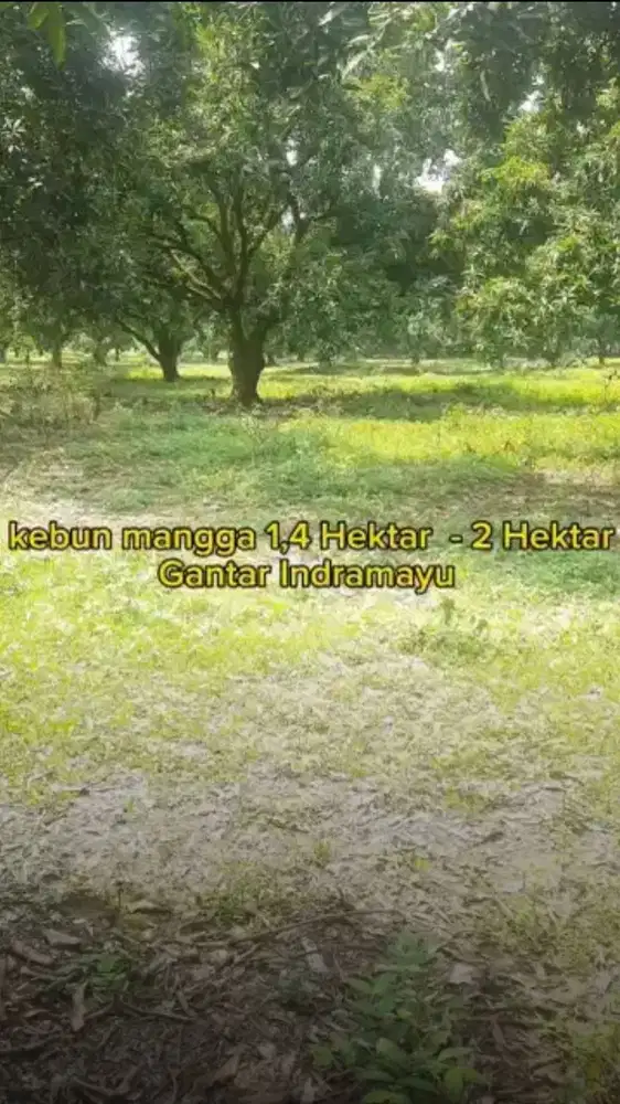 Dijual kebun mangga 20.000 m2 Gantar Indramayu