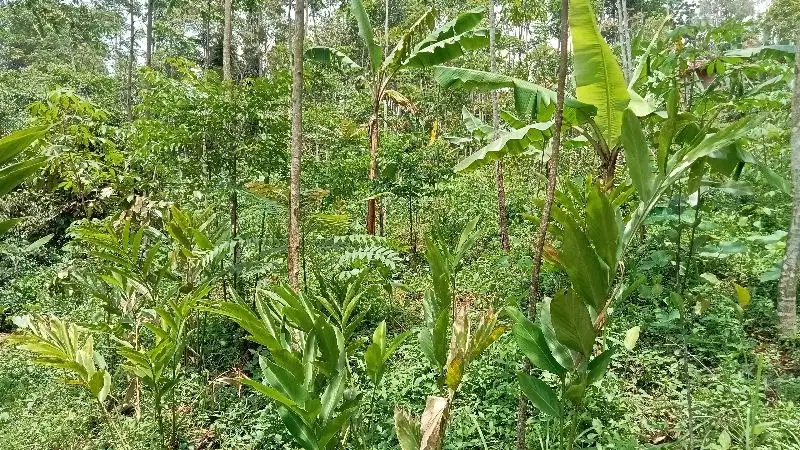 Tanah Kebun, Lt. 400 m, Udara Sejuk, Darangdan, PWK.